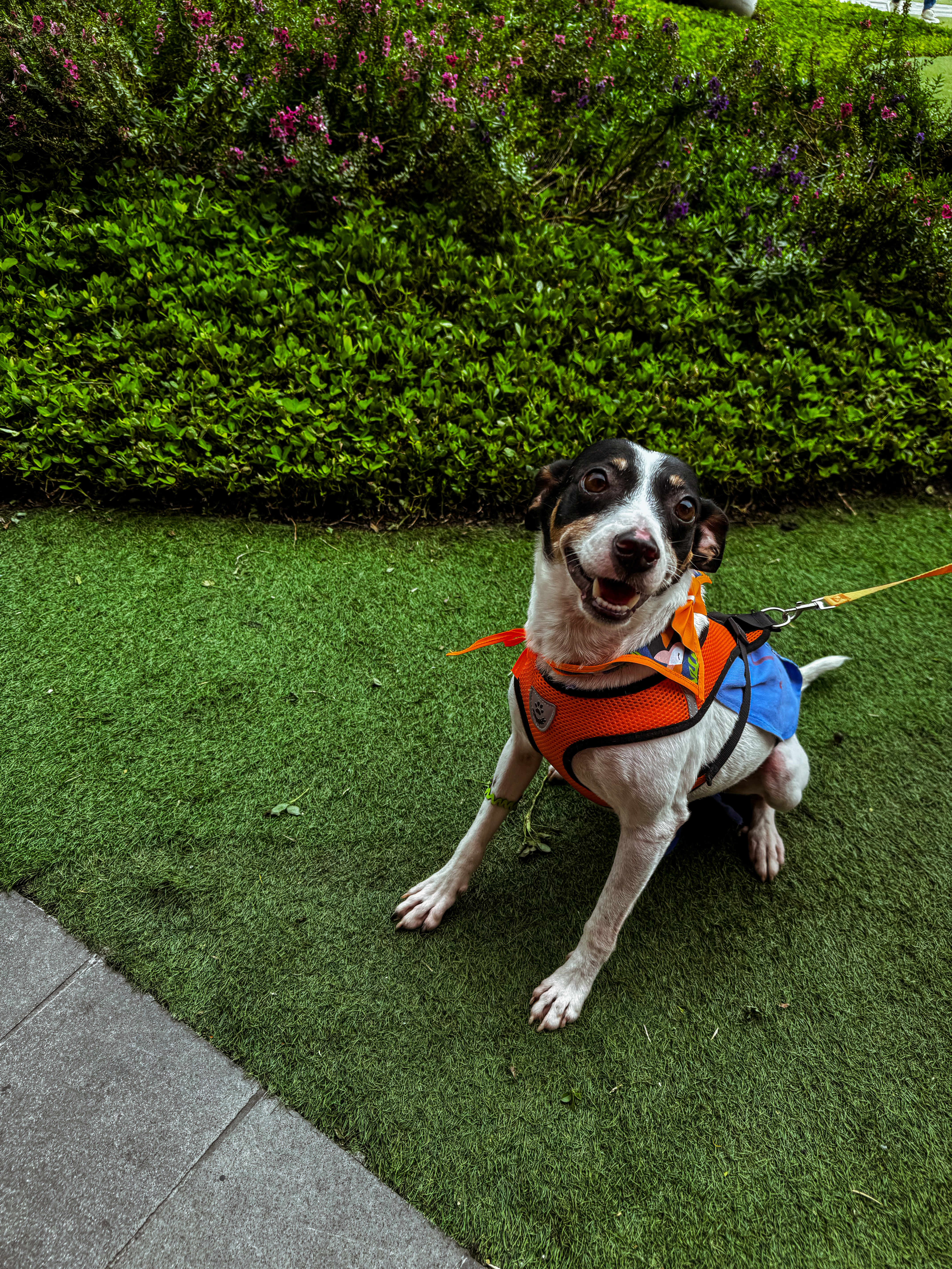 Animais e voluntários da OBA Floripa